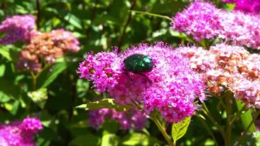 Cetonia aurata - büyük yeşil bir böcek bir bahçedeki pembe çiçeklerin üzerinde polen toplar.