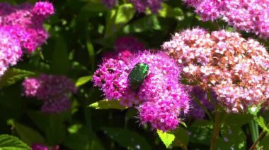 Cetonia aurata - büyük yeşil bir böcek bir bahçedeki pembe çiçeklerin üzerinde polen toplar.