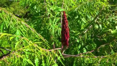 Sumac 'ın parlak kırmızı kafaları çalıların her yerindeler..
