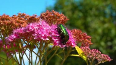Cetonia aurata - büyük yeşil bir böcek bir bahçedeki pembe çiçeklerin üzerinde polen toplar.