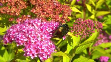Cetonia aurata - büyük yeşil bir böcek bir bahçedeki pembe çiçeklerin üzerinde polen toplar.