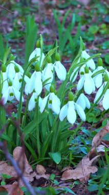 Galanthus nivalis - erken açan bahar çiçekleri, çuha çiçekleri - geçiciler