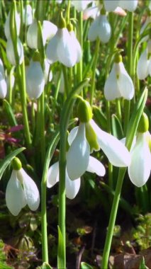 Galanthus nivalis - erken açan bahar çiçekleri, çuha çiçekleri - geçiciler