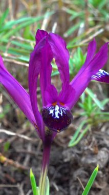 Iridodictyum sp. Baharın başlarında Ukrayna 'nın bahçesinde mor bir iris çiçeği.