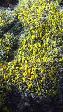 Grimmia (Grimmia pulvinata), baharda taşların üzerinde genç sporofitler olan yeşil yosun.