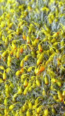 Grimmia (Grimmia pulvinata), baharda taşların üzerinde genç sporofitler olan yeşil yosun.