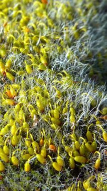 Grimmia (Grimmia pulvinata), baharda taşların üzerinde genç sporofitler olan yeşil yosun.