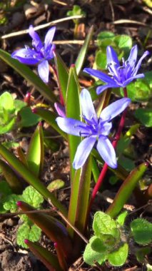 Scilla bifolia (iki yapraklı squillor), bir yeraltı soğanından yetişen otçul bitkidir.
