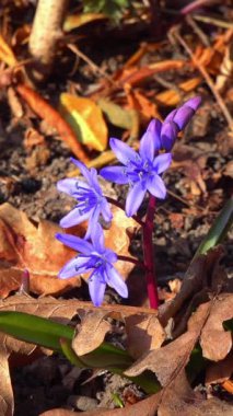 Scilla bifolia (iki yapraklı squillor), bir yeraltı soğanından yetişen otçul bitkidir.