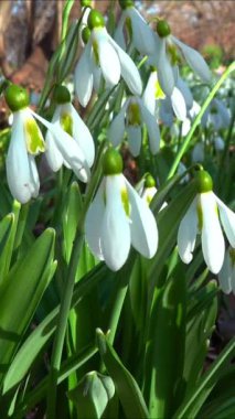 Galanthus nivalis - erken açan bahar çiçekleri, çuha çiçekleri - geçiciler