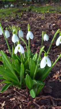 Galanthus nivalis - erken açan bahar çiçekleri, çuha çiçekleri - geçiciler