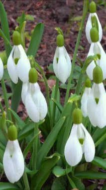 Galanthus nivalis - erken açan bahar çiçekleri, çuha çiçekleri - geçiciler