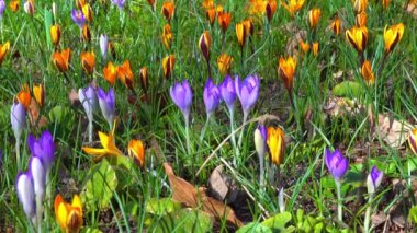 Baharın başında Ukrayna 'da mor ve sarı kır çiçekleri