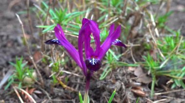 Iridodictyum sp. Baharın başlarında Ukrayna 'nın bahçesinde mor bir iris çiçeği.