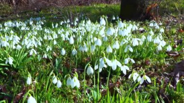 Galanthus nivalis - erken açan bahar çiçekleri, çuha çiçekleri - ephemeroidler, Ukrayna