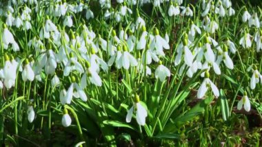 Galanthus nivalis - erken açan bahar çiçekleri, çuha çiçekleri - ephemeroidler, Ukrayna