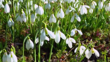 Galanthus nivalis - erken açan bahar çiçekleri, çuha çiçekleri - ephemeroidler, Ukrayna