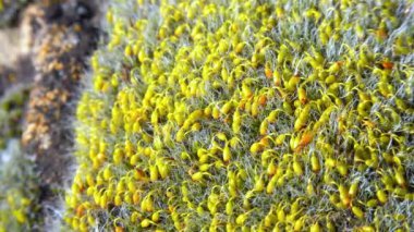 Grimmia (Grimmia pulvinata), baharda taşların üzerinde genç sporofitler olan yeşil yosun.