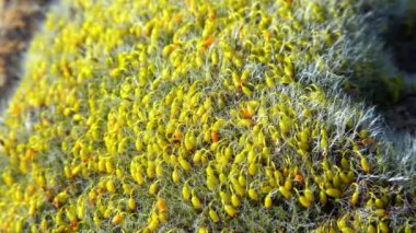 Grimmia (Grimmia pulvinata), baharda taşların üzerinde genç sporofitler olan yeşil yosun.