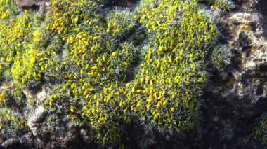 Grimmia (Grimmia pulvinata), baharda taşların üzerinde genç sporofitler olan yeşil yosun.