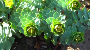Euphorbia sp. Bahçenin iç kısımlarında taze yeşil yosun yaprakları
