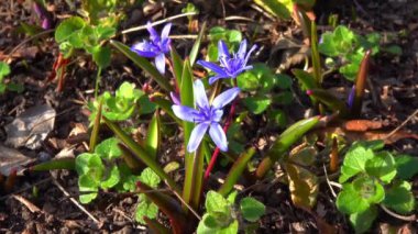 Scilla bifolia (iki yapraklı squillor), Ukrayna 'daki bir yeraltı ampulünden yetişen bitkisel bir bitkidir.