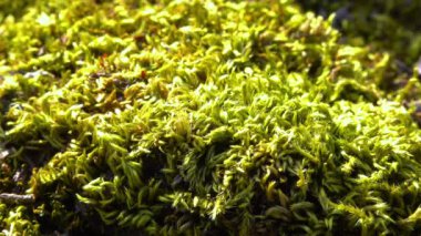 Brachythecium salebrosum, yeşil yosun.