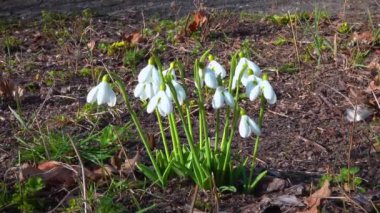 Galanthus nivalis - erken açan bahar çiçekleri, çuha çiçekleri - ephemeroidler, Ukrayna