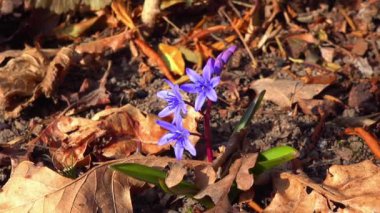 Scilla bifolia (iki yapraklı squillor), Ukrayna 'daki bir yeraltı ampulünden yetişen bitkisel bir bitkidir.