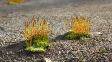Mor yosun (Ceratodon purpureus), yosun sporophyte ve yosun.