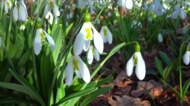 Galanthus nivalis - erken açan bahar çiçekleri, çuha çiçekleri - ephemeroidler, Ukrayna
