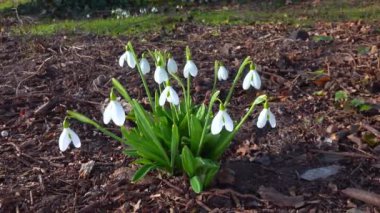 Galanthus nivalis - erken açan bahar çiçekleri, çuha çiçekleri - ephemeroidler, Ukrayna