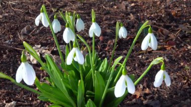 Galanthus nivalis - erken açan bahar çiçekleri, çuha çiçekleri - ephemeroidler, Ukrayna