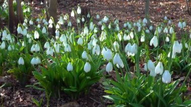 Galanthus nivalis - erken açan bahar çiçekleri, çuha çiçekleri - ephemeroidler, Ukrayna