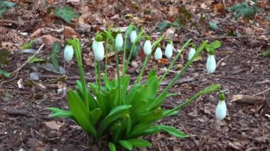 Galanthus nivalis - erken açan bahar çiçekleri, çuha çiçekleri - ephemeroidler, Ukrayna