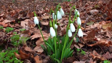 Galanthus nivalis - erken açan bahar çiçekleri, çuha çiçekleri - ephemeroidler, Ukrayna