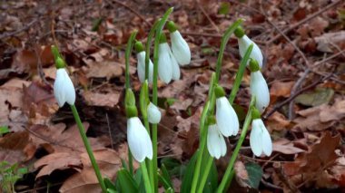 Galanthus nivalis - erken açan bahar çiçekleri, çuha çiçekleri - ephemeroidler, Ukrayna