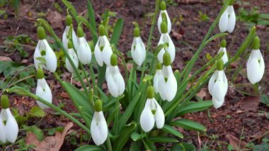 Galanthus nivalis - erken açan bahar çiçekleri, çuha çiçekleri - ephemeroidler, Ukrayna