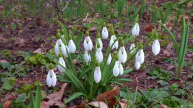 Galanthus nivalis - erken açan bahar çiçekleri, çuha çiçekleri - ephemeroidler, Ukrayna