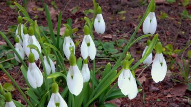 Galanthus nivalis - erken açan bahar çiçekleri, çuha çiçekleri - ephemeroidler, Ukrayna