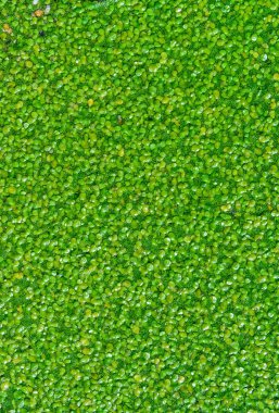 Ukrayna 'daki ötrofik bir gölün yüzeyinde sürekli yüzen yosun tabakası Lemna ve Wolffia.