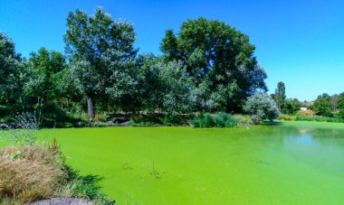 Aquatic plants floating on the surface of the water duckweed Lemna and Wolffia in a stagnant pond, Ukraine clipart