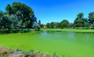Yeşil yosunlar Lemna ve Wolffia yazın tüm gölet suyu yüzeyini kaplarlar, Ukrayna, Odessa