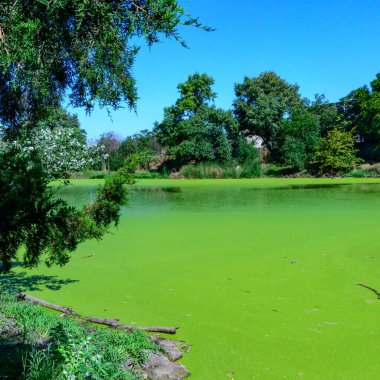 Yeşil yosunlar Lemna ve Wolffia yazın tüm gölet suyu yüzeyini kaplarlar, Ukrayna, Odessa