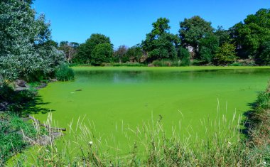 Yeşil yosunlar Lemna ve Wolffia yazın tüm gölet suyu yüzeyini kaplarlar, Ukrayna, Odessa
