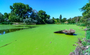 Ukrayna 'nın durgun göletinde su yosunu Lemna ve Wolffia' nın yüzeyinde yüzen su bitkileri.
