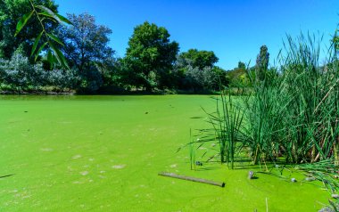 Ukrayna 'nın durgun göletinde su yosunu Lemna ve Wolffia' nın yüzeyinde yüzen su bitkileri.
