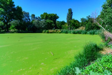 Ukrayna 'nın durgun göletinde su yosunu Lemna ve Wolffia' nın yüzeyinde yüzen su bitkileri.