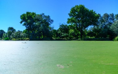 Ukrayna 'nın durgun göletinde su yosunu Lemna ve Wolffia' nın yüzeyinde yüzen su bitkileri.