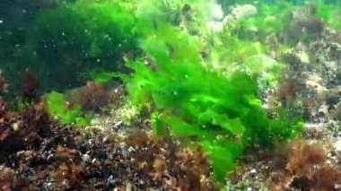 Karadeniz 'deki su altı yosunlarının, Ulva ve Enteromorpha' nın sığ derinliklerdeki kayaların üzerindeki yeşil yosunların görüntüsü.